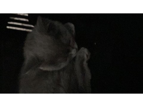 British shorthair kedisi