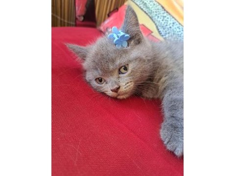 Minnaklar kediler