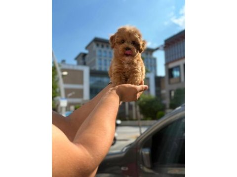 Sağlık ve ırk garantili maltipoo yavru