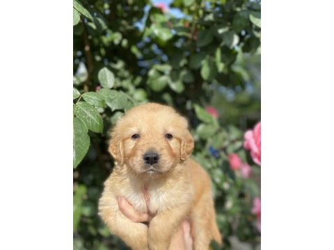 Golden retriever
