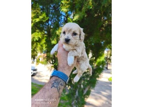 Sağlıklı ve dünyalar tatlısı maltipoo köpekler