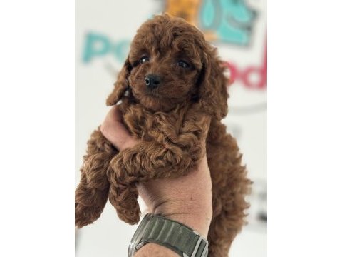 Petmode köpek çiftliğinde ziyarete açık toy poodle