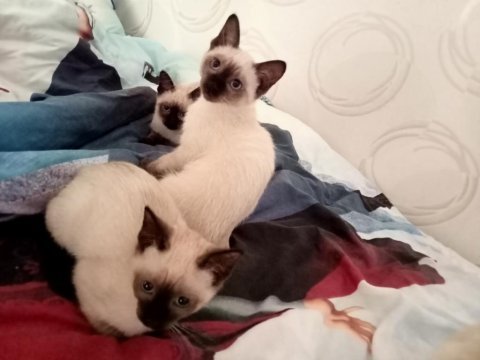 2.5 aylık afacanlar siyam