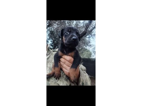 Doberman dişi bebek izmir