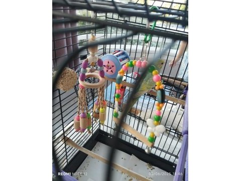 Rainbow muhabbet kuşu ve tüm ekipmanlar kafes dahil