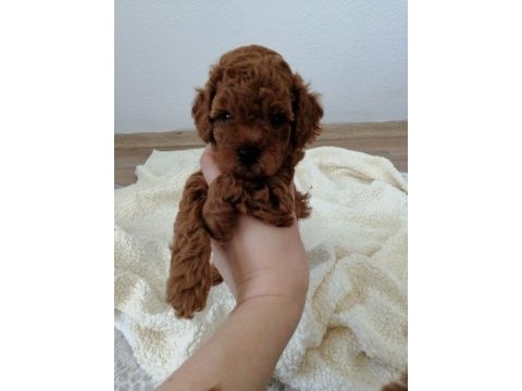 Orjinal toy poodle