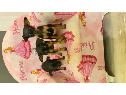 Varsa daha iyisi o da annesi chihuahua