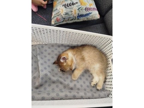 Yaklaşık 3 aylık sevimli british shorthair yavrumuz