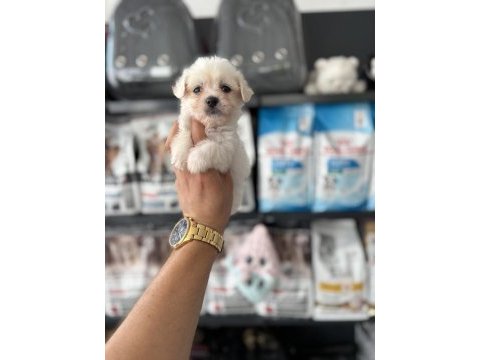 Tea cup maltese bebeklerimiz