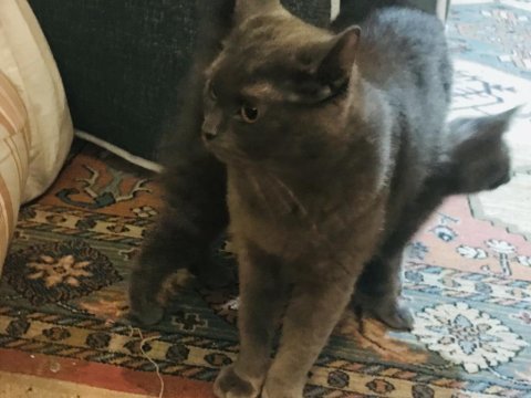 3 adet safkan british shorthair ücretli sahiplendirme