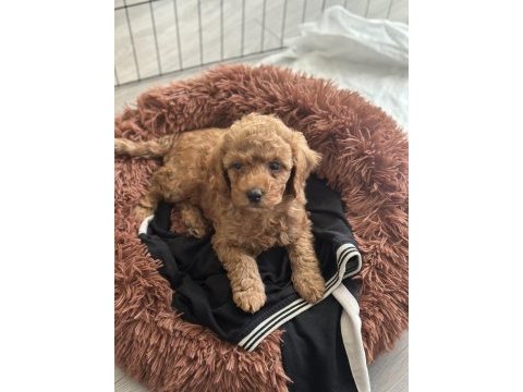 Sevimli toy poodle yavrumuz
