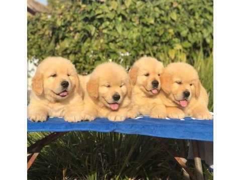 Golden retriever yavrularımız