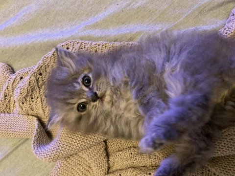 British longhair erkek