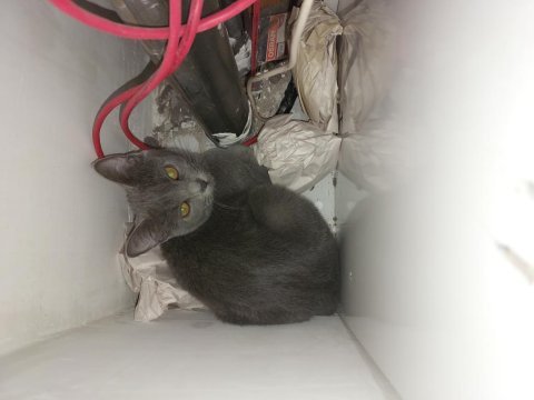 Anne british baba russian blue sağlıklı dişi 4 aylık