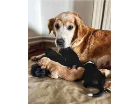 Deprem bölgesinden köpekler