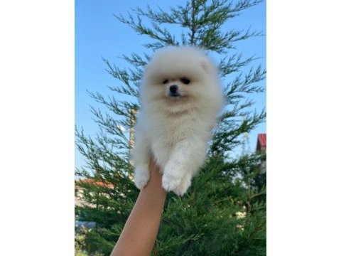 Pomeranian bo teddy yavrularımız