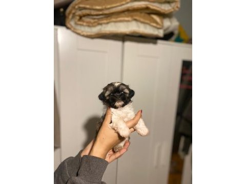 Safkan rengarenk shih tzu bebeklerimiz