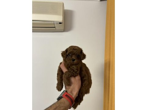 Kore orjinal toy poodle en minik boy bebeklerim