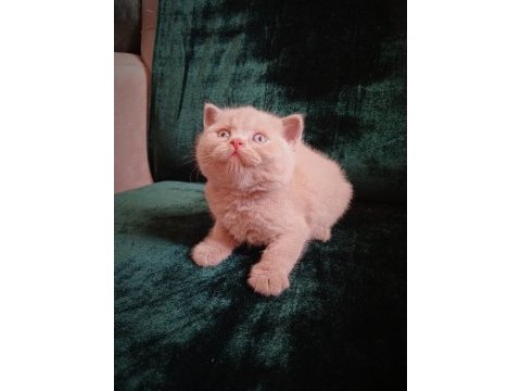 Safkan fawn british shorthair erkek