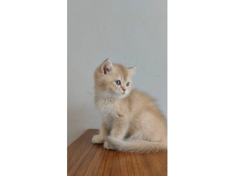Kedimiz yeni yuvasını arıyor