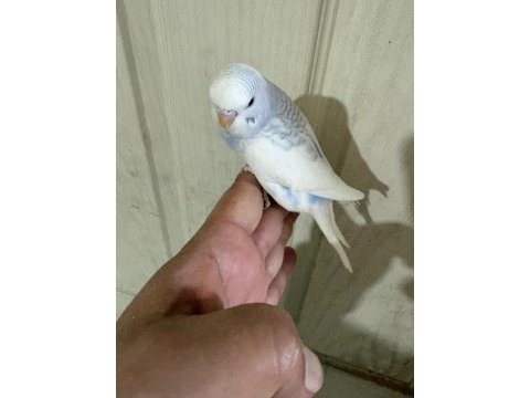 30 günlük renk güzeli erkek bebek muhabbet kuşu