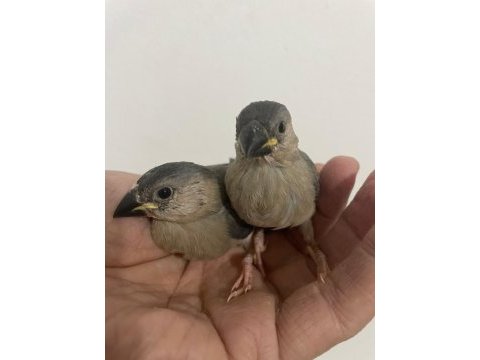İki tane güzel ispinoz