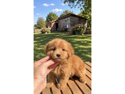 Red maltipoo kızımız