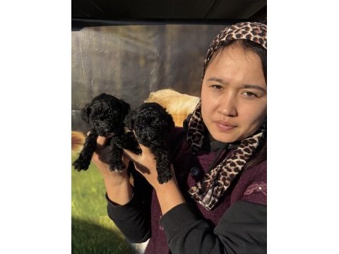 Siyah toy poodle bebekler ruhsatlı çiftlik 