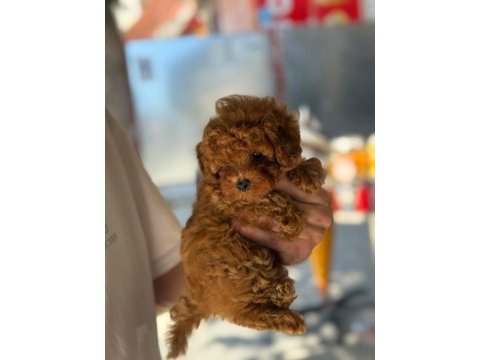 Sağlık ve ırk garantili toy poodle