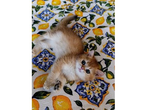 Kız güzeli bir erkek british shorthair