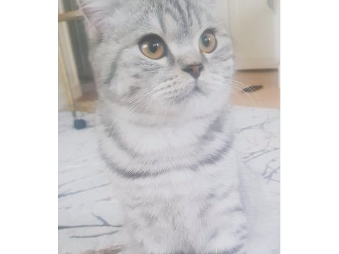 British shorthair oğlumla bir dişiyi takas etmek istiyorum