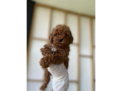 Poodle (red brown)