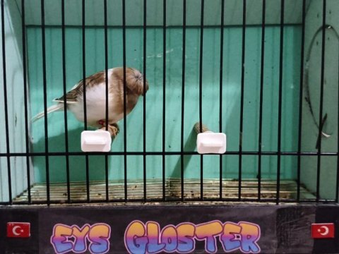 Glosterler vasıflı takım kanaryalar