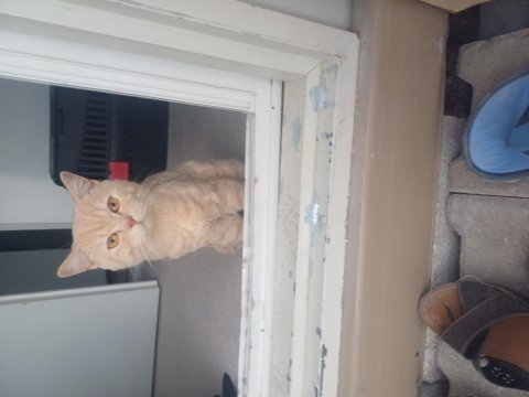 Maddi sıkıntı 11 aylık british shorthair