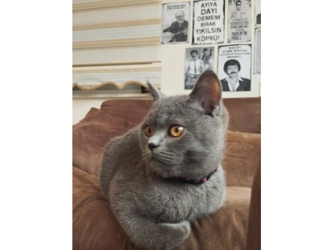 British shorthair tüm eşyaları yanında verilecektir