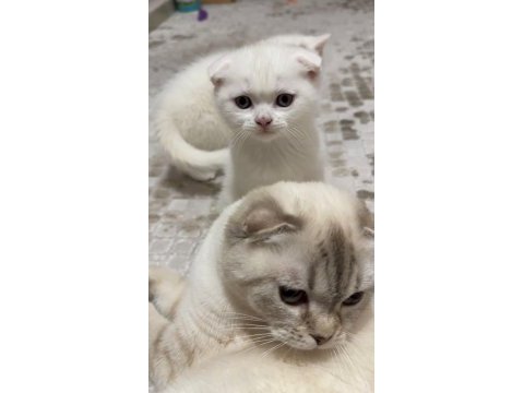53 günlük kar beyaz erkek scottish fold
