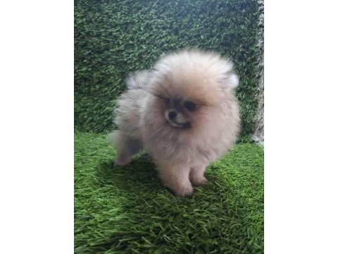 Pomeranian boo dişi yavrular