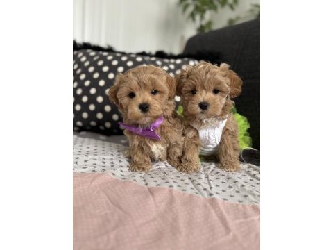 Teacup maltipoo tuvalet eğitimli