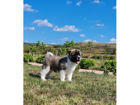 Yüksek kalite amerikan akita yavrular sun kennels