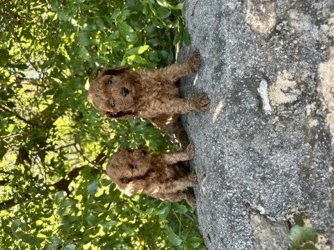 Kore toy poodle bebeklerimiz hazır
