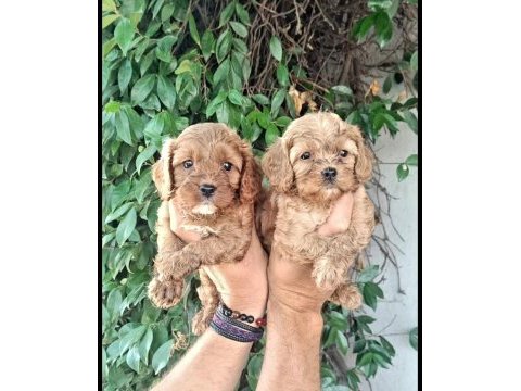 Maltipoo efsane bebekler