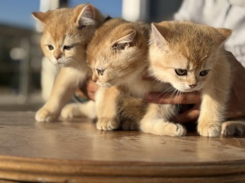 En güzel golden british shorthair yavrularımız