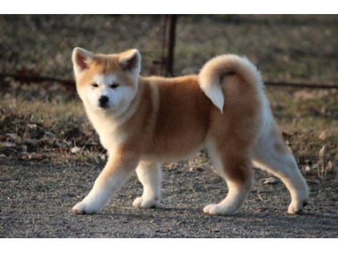 Japon akita inu yavruları istanbul