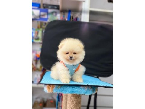 Orjinal pomeranian