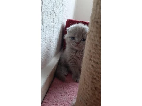 Yavrularım erkek dişi british shorthair