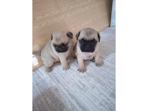 Pug mops yavrularımız