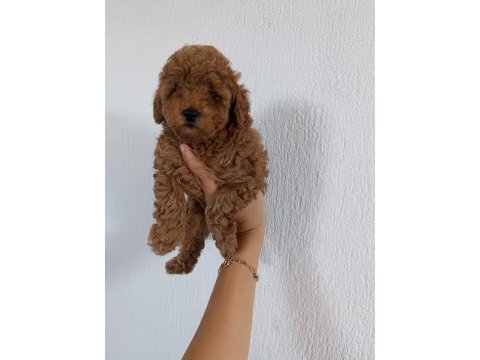 Üst kalite toy poodle bebeklerimiz