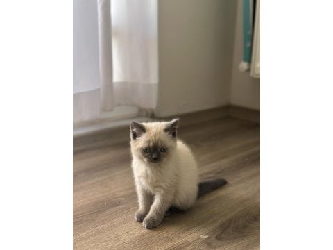 British shorthair blue point yavrularımız yuva arıyor
