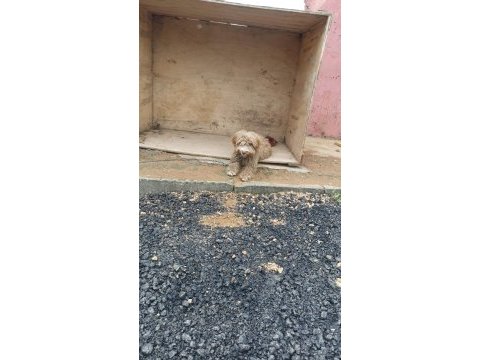 4 aylık terrier