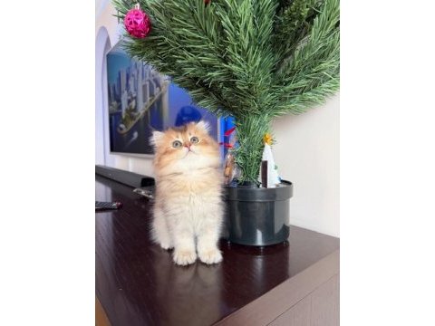 Golden british longhair